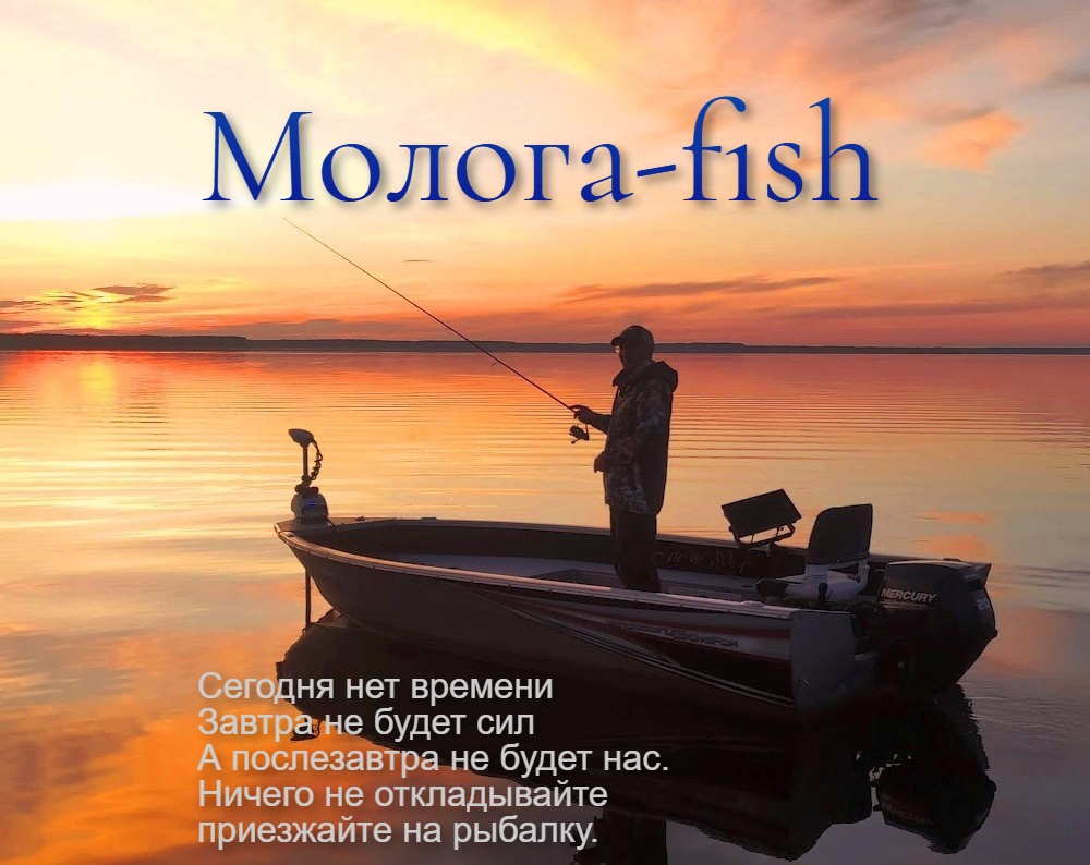 Молога-fish