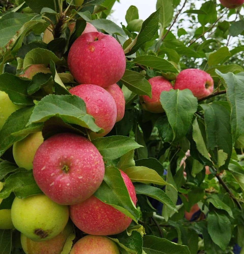 Свежие яблоки, собранные с заботой — круглый год