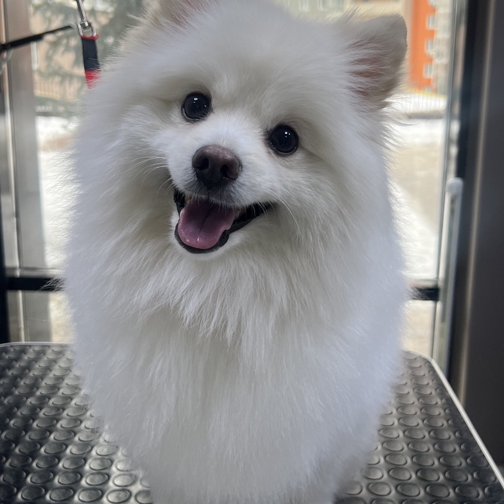 Pet Project: Ваш питомец - наш любимый проект!