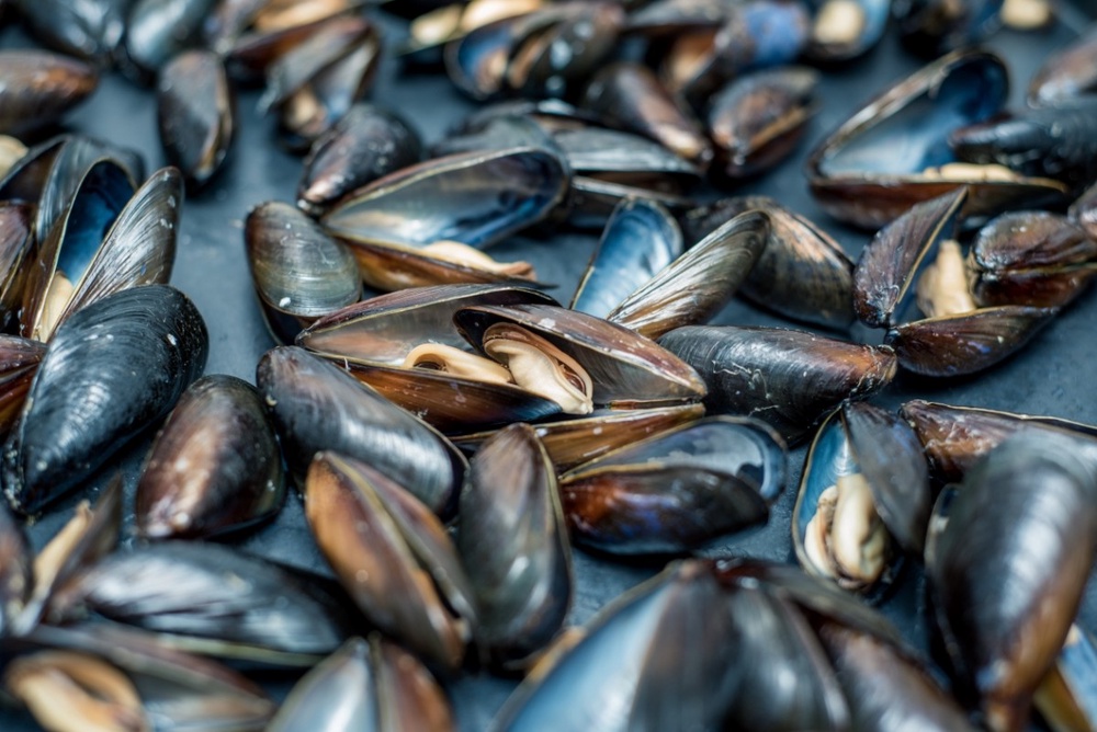 Форелево-мидийное хозяйство в Геленджике