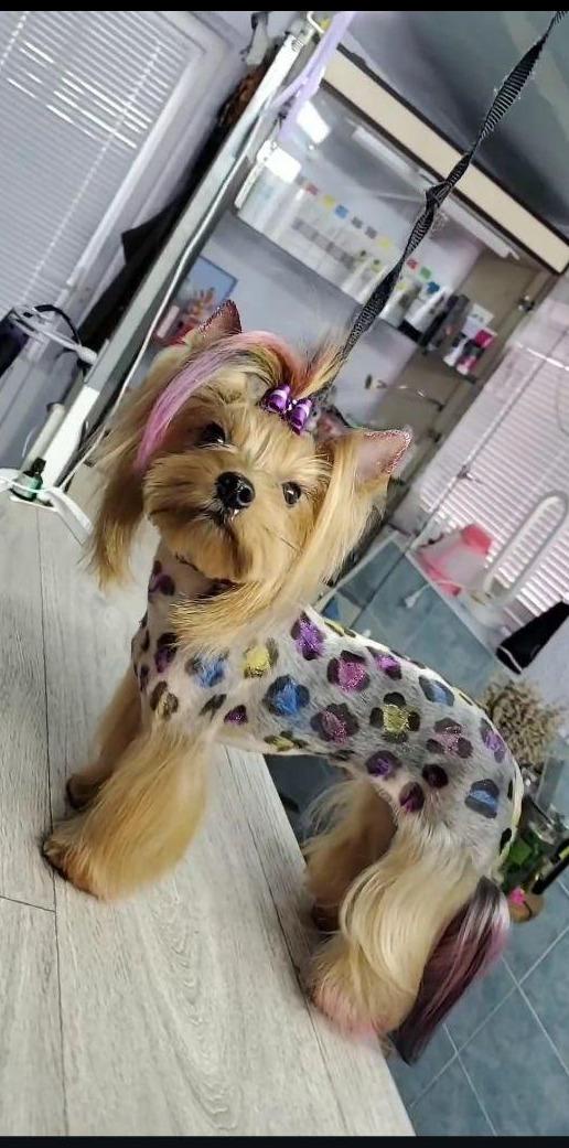 Груминг собак и котов