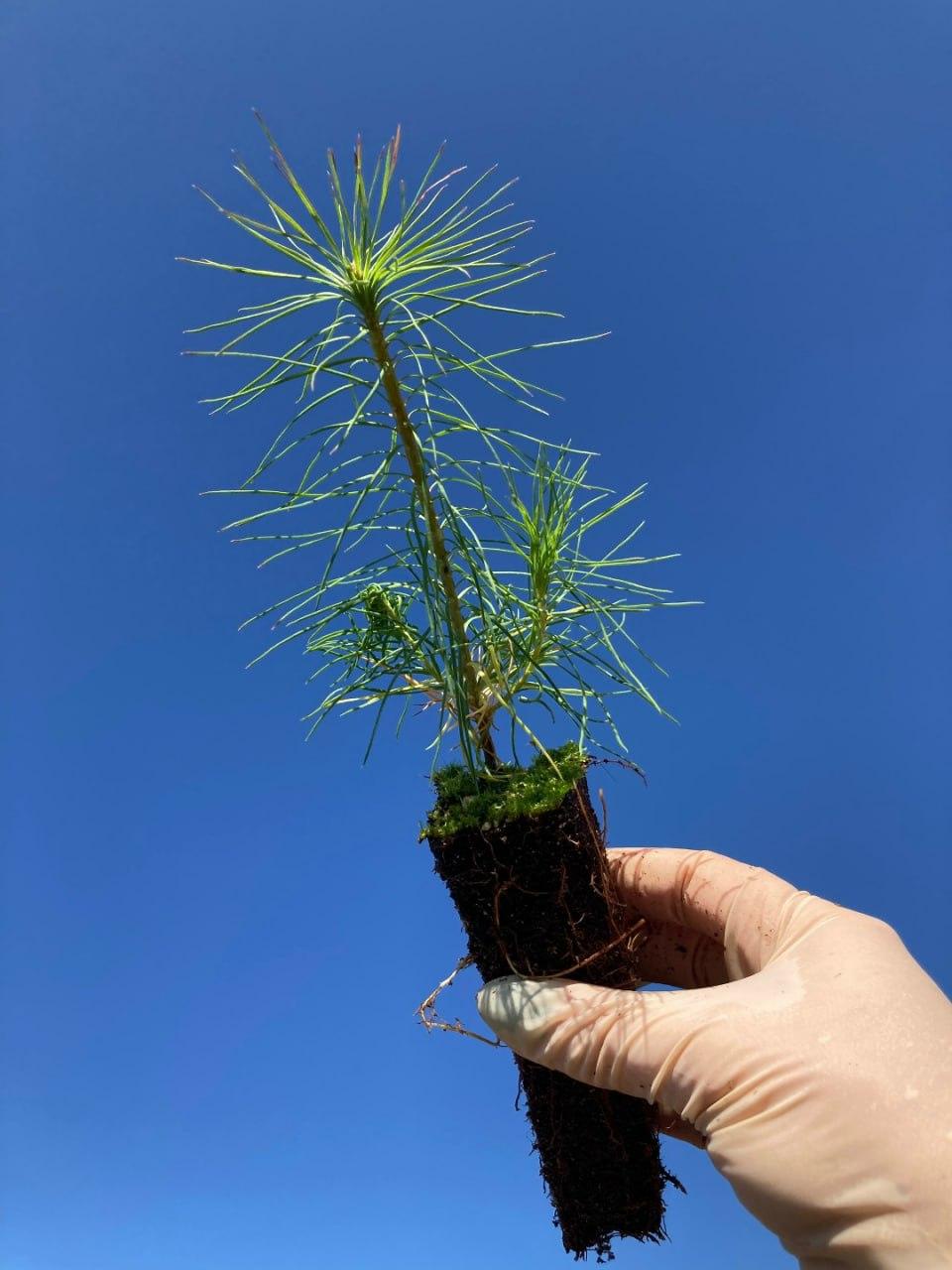 ЗЕЛЁНОЕ ДЕЛО