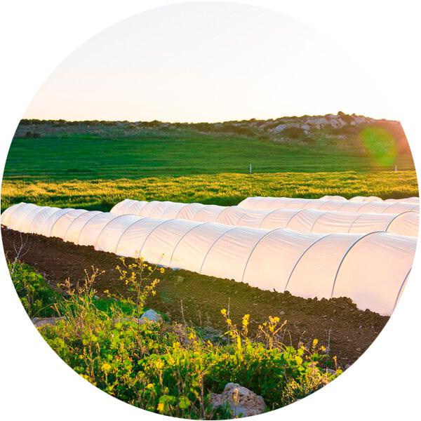 В сельском хозяйстве геотекстиль, спанбонд и другие нетканые материалы НЕОТЕКС используются в качестве укрывных или мульчирующих материалов.