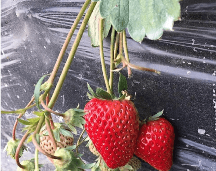 Укрывной материал спанбонд от производителя НЕОТЕКС также применяется в теплицах и открытом грунте для мульчирования посадок.