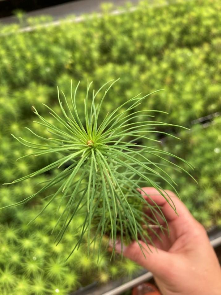 Скачать Коммерческое предложение