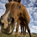 🐴 Буян, рабочий конь с Лужских полей