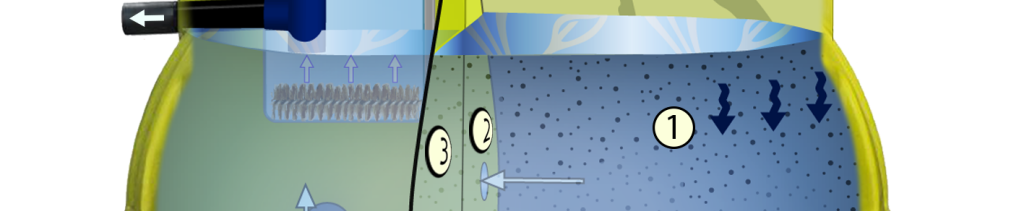 0acaf45a-099a-4f39-bd99-29fcf85c2e60-psbo_skarabey_v_razreze.png