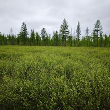 image-1-1