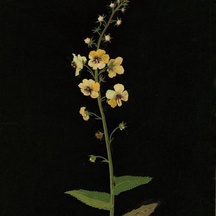 image-0-3