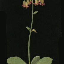 image-0-4