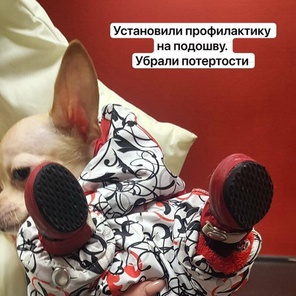 Ремонт обуви & аксессуаров для собак