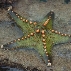 Звезда пентацерастер/Pentaceraster sp.