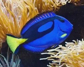 Paracanthurus hepatus / Голубой королевский хирург