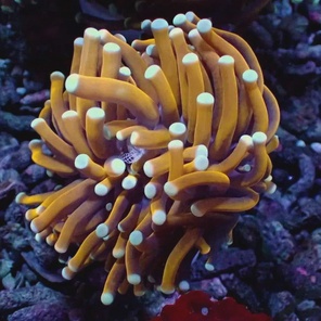 Эуфиллия факельная/ Euphyllia glabrescens