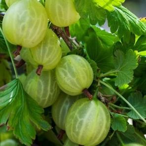 зеленный крыжовник