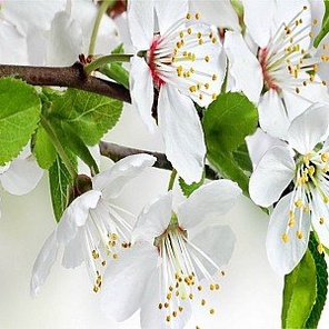 Фартук для кухни «Цветущий сад»