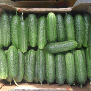 Огурцы (короткоплодные)