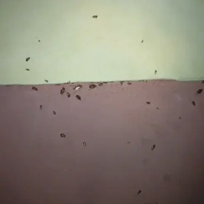 Дезинсекция