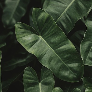 Иванова И.И.