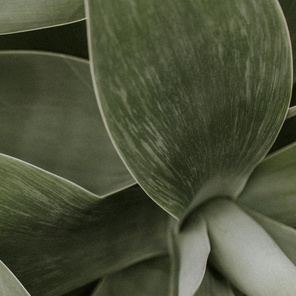 Петрова П.П.