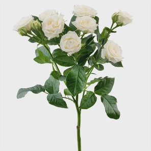 Роза кустовая 40-90см