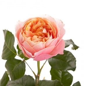 Роза Эквадор пионовидная