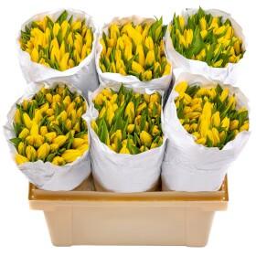 Тюльпан Желтый Стронг Голд А1 оптом (1 штука)