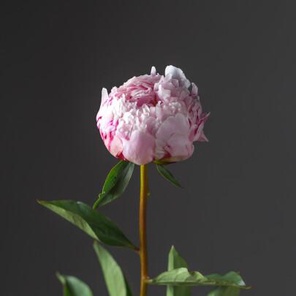 Пион Сара Бернар оптом (1 штука)