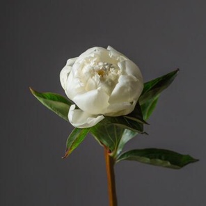 Пион Дюшес де Немур оптом (1 штука)