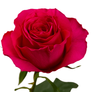 Роза одноголовая в ассортименте 40-90см