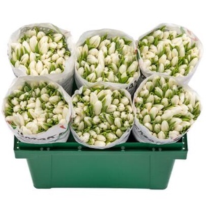 Тюльпан Белый Антарктика А1 оптом (1 штука)