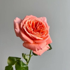 Роза одноголовая пионовидная 40-90см