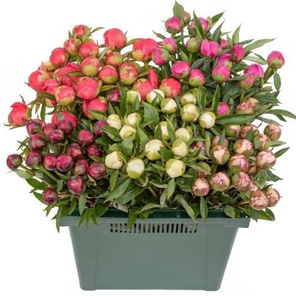 Пион Микс оптом (1 штука)