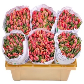 Тюльпан Розовый А1 оптом (1 штука)