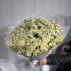 Таранцетум - полевая ромашка 71 штука