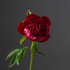 Пион Ред Шарм оптом (1 штука)