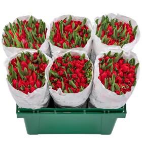 Тюльпан Красный А1 оптом (1 штука)