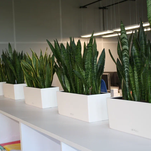 Фитодизайн офисов