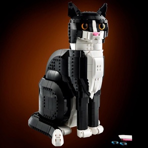 Кот окраса "Смокинг"