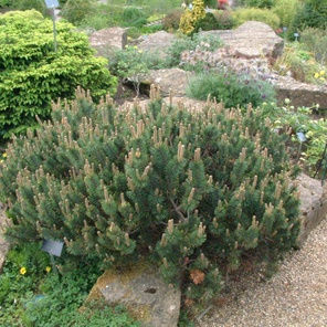 Сосна горная