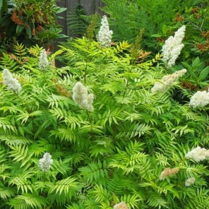 Рябинник рябинолистный (Sorbaria sorbifolia)