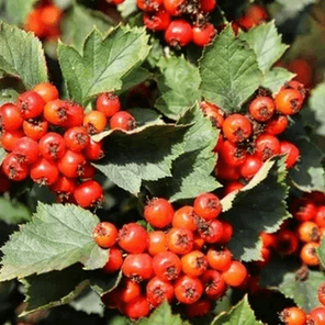 Боярышник кроваво-красный (Crataegus sanguinea)