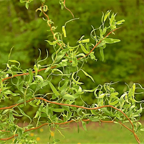 Ива уральская извилистая (Salix Sverdlovskaja Isvilistaja)