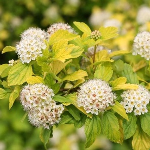 Пузыреплодник калинолистный желтый лист (Physocarpus opulifolius)