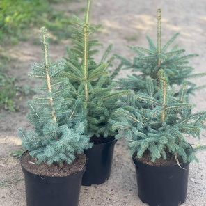 Ель сизая колючая от 500 руб.- 4000 руб.