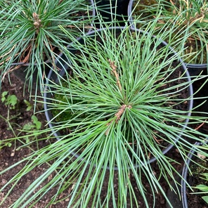 ель сибирская (кедр)