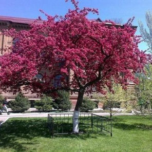 Яблоня краснолистная Недзведского (Malus Niedzwetzkyana)