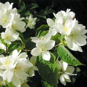 Чубушник венечный (жасмин садовый) (Philadelphus coronarius)
