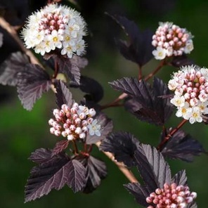 Пузыреплодник калинолистный пурпурный лист (Physocarpus opulifolius)