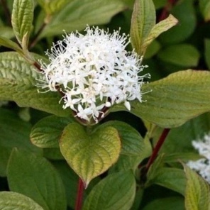 Дерен белый Сибирика (Cornus alba Sibirica)